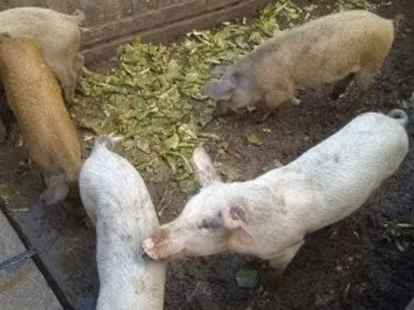 Eber, Schweine