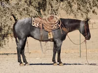 حصان, Quarter Horse — الصورة 5