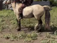 Caballo, Soviet Heavy draft — foto 3