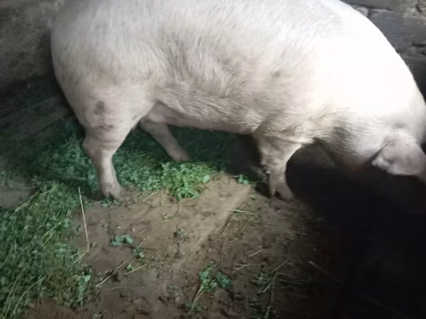 Säue, Schweine