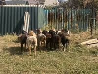 Oveja, Rhon sheep — foto 1