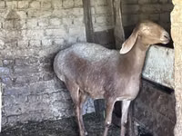 Schaf, Arashan sheep — Foto 4