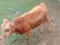 Toro, Simmental cattle — foto 4