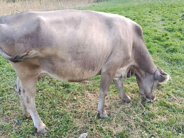 公牛, Cattle — 吉尔吉斯斯坦