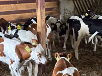 牛只（批次，未指定性别）, Simmental cattle — 照片 5