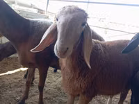 मेढ़ा, Arashan sheep — फ़ोटो 2