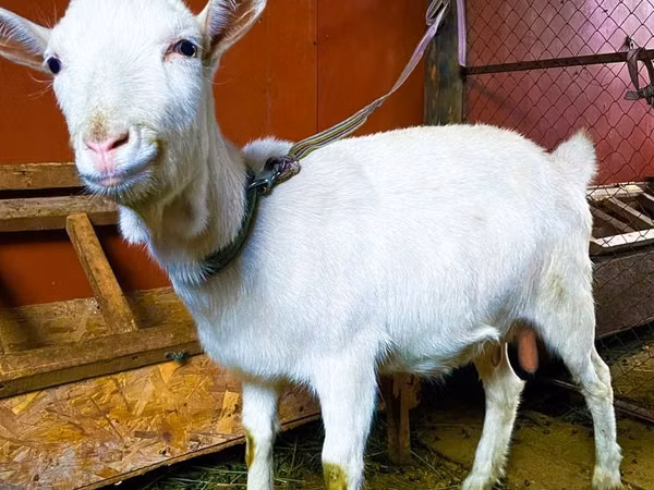 母山羊, Saanen goat — 哈萨克斯坦