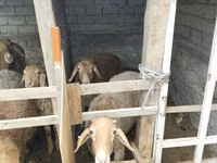 Schafe (Partie, Geschlecht nicht angegeben), Schafe — Foto 2