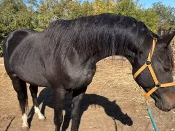 Caballo, Caballos