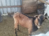 Ешкі, Alpine goat — 5-сурет