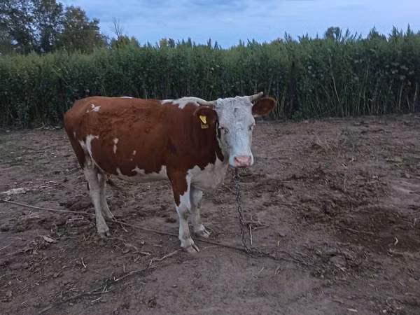 Kuh, Simmental cattle — Kasachstan