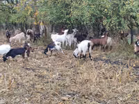 母山羊, Goats — 照片 2