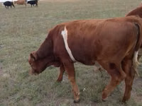 ثور, Simmental cattle — الصورة 5