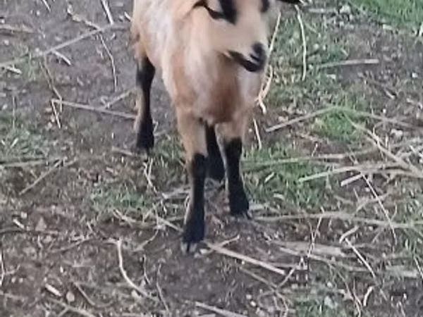 نعجة, Cameroon sheep