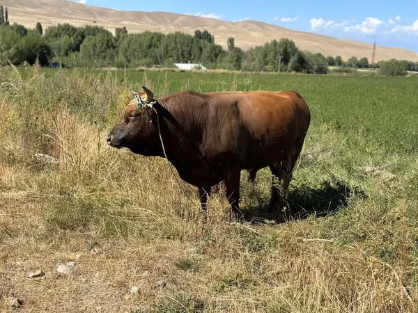 公牛, Swiss cattle — 吉尔吉斯斯坦