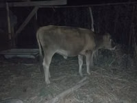 母牛, Cattle — 照片 1