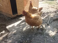Chickens — الصورة 1