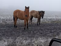 Stute, Bashkir horse — Foto 1