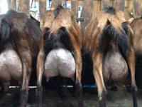 Ziegenbock, Ziegen — Foto 1