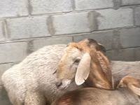 كبش, Arashan sheep — الصورة 5