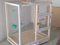 Papuqay,dovşan,hamster,şinşila,bildirçin,cücə,xamyak,pişik,quş,tısbağa — फ़ोटो 2