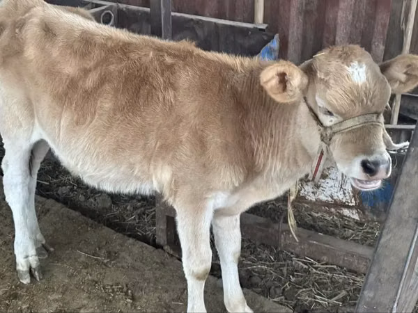 Сиыр, Simmental cattle