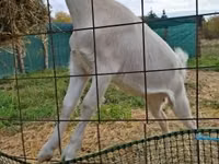Ziege, Saanen goat — Foto 3