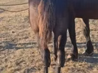 Hengst, Percheron — Foto 2