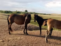 Mare, Horses — photo 2