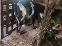 गाय, Russian Black pied cattle — फ़ोटो 3