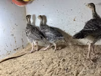 Guinea fowl — الصورة 2