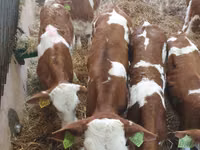 Qoramol (partiya, jinsi ko‘rsatilmagan), Simmental cattle — 3-rasm