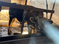 Bull, Simmental cattle — photo 2