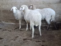 Oveja, Merino sheep — foto 2