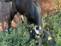 Ziege, Nubian Goat — Foto 4