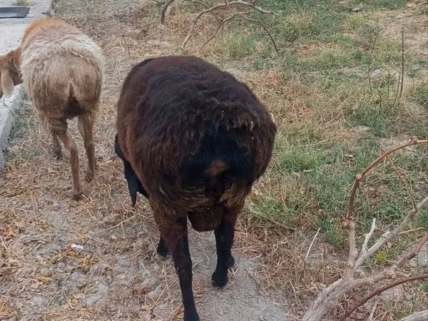 Кочкор, Гиссар койу