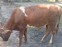 نعجة, الأغنام — الصورة 1