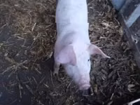 Säue, Schweine — Foto 1