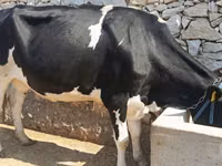 Cow, Simmental cattle — photo 3