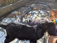 母山羊, Goats — 照片 3