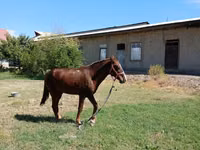 Caballo, Vladimir heavy draft — foto 3