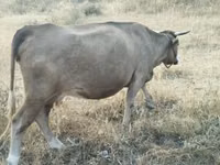 母牛, Cattle — 照片 4