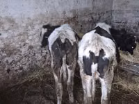公牛, Russian Black pied cattle — 照片 3