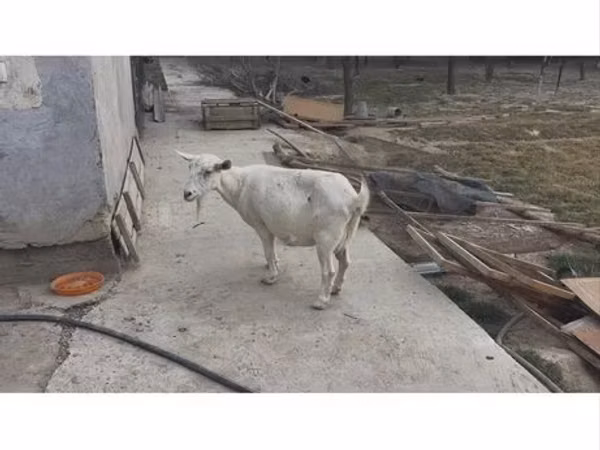 母山羊, Saanen goat — 乌兹别克斯坦