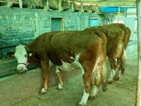母牛, Simmental cattle — 照片 2