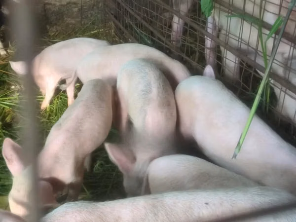 猪（批次，未指定性别）, Pigs