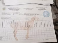 Carnero, Arashan sheep — foto 6