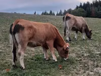 Kuh, Aubrac cattle — Foto 1