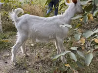 Taka, Saanen goat — 7-rasm