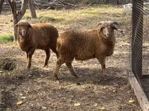 Кочкор, Койлор — Казакстан